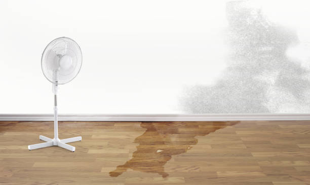 Best Ceiling water damage repair  in Ball Ground, GA